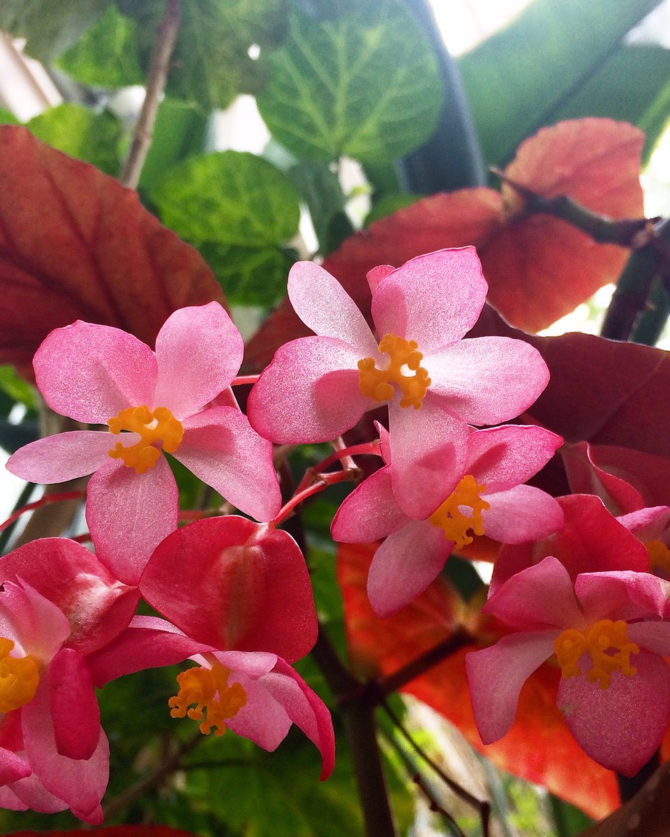 Begonia flowers for your Friday! #begonia #angelwingbegonia #flowers #blooms #plants #botany #uwyo