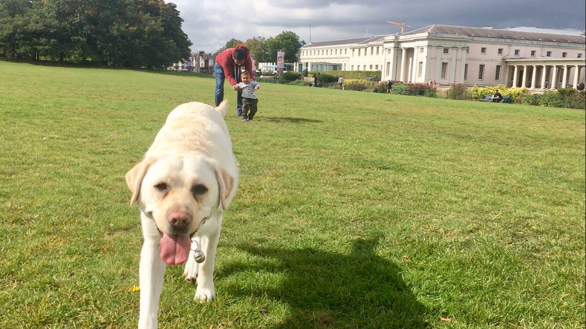 Kika_GuideDog's tweet photo. I might have missed #WorldAnimalDay but I can't go without celebrating #WorldSmileDay! Happy Friday everyone 😊🐾🎉🐶👶🏽👨🏽 https://t.co/qI0h8Re5Ny