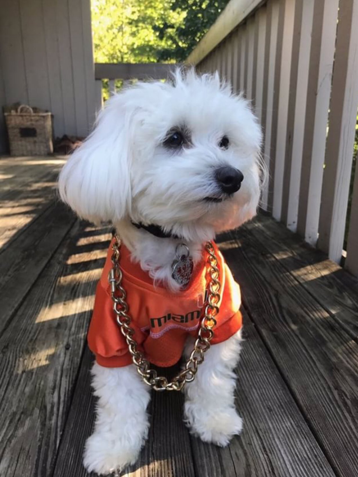 miami hurricanes dog jersey