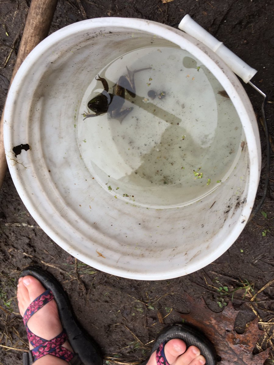 song_space's tweet photo. Learning about aquatic life and ecosystems. 🐸@GroveAve220 https://t.co/DoxGKNBIbG