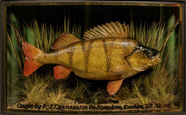 Johncoopertaxid's tweet photo. #casedfish Angling Auctions lot 312 sold for £920 recently #jcooper #wfhomer #wbgriggs #taxidermy #Perch by John Cooper, well WB Griggs https://t.co/iE1r8k2dev