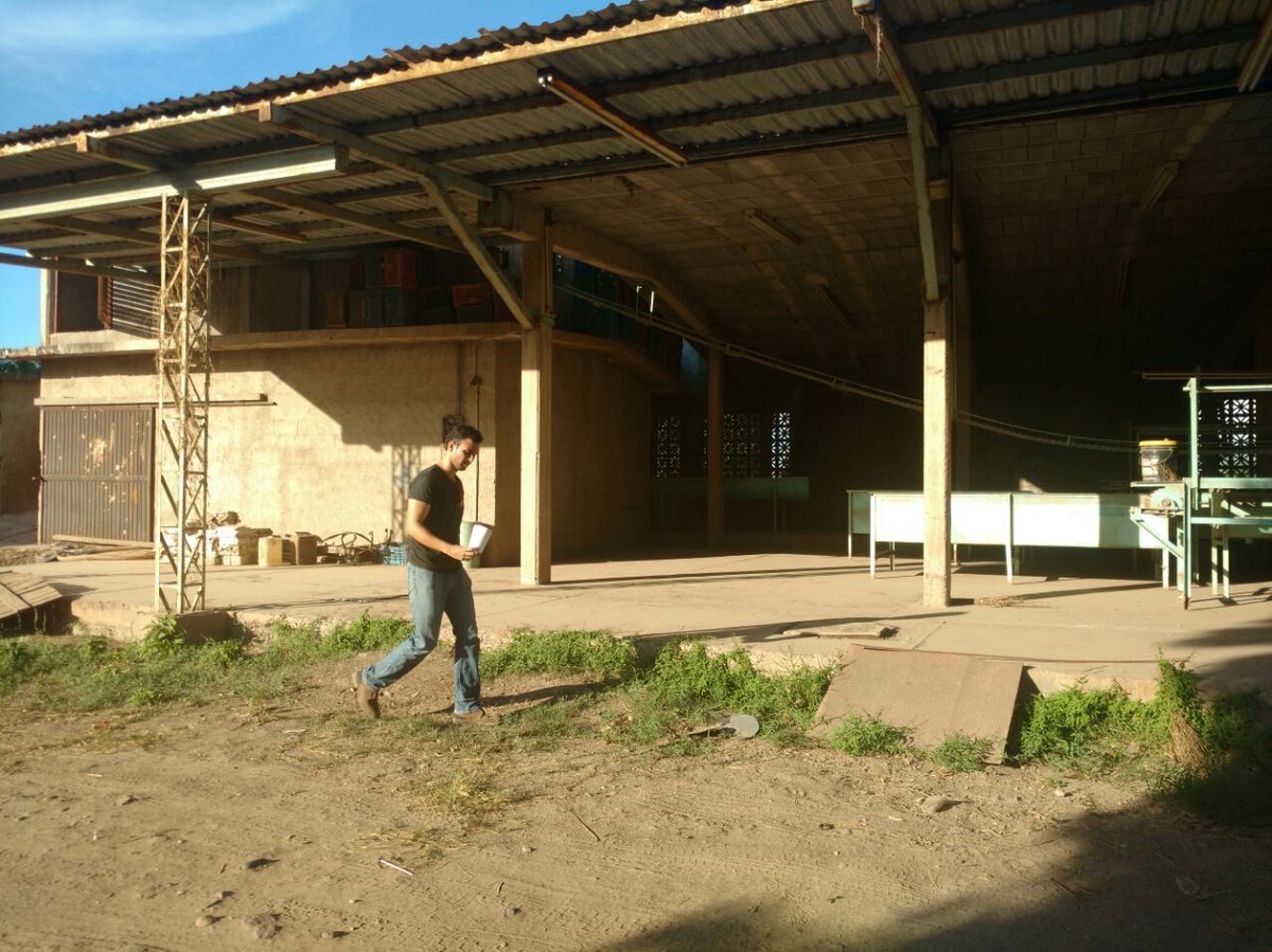 incarural's tweet photo. Supervisión a Proyecto del Componente #Arraigate Joven Emprendedor 2017, quienes darán valor agregado al Mango de traspatio. #Sinaloa https://t.co/gVapsUcCJ5