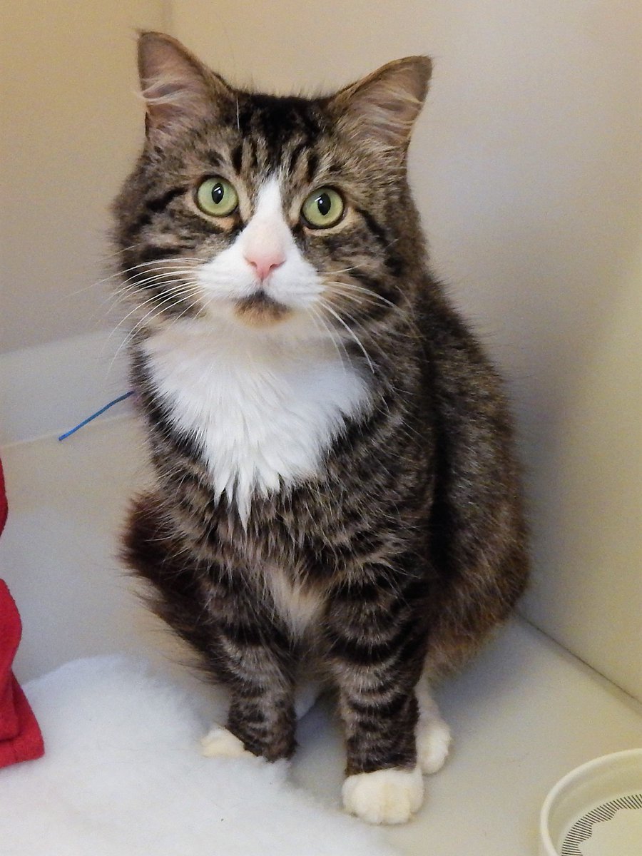 stubbington ark cats for adoption