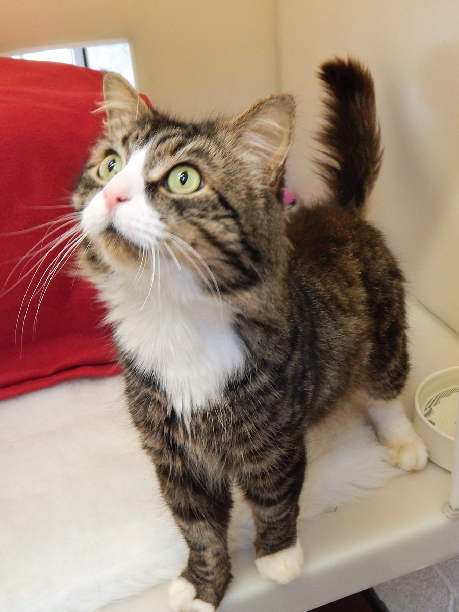stubbington ark cats for adoption