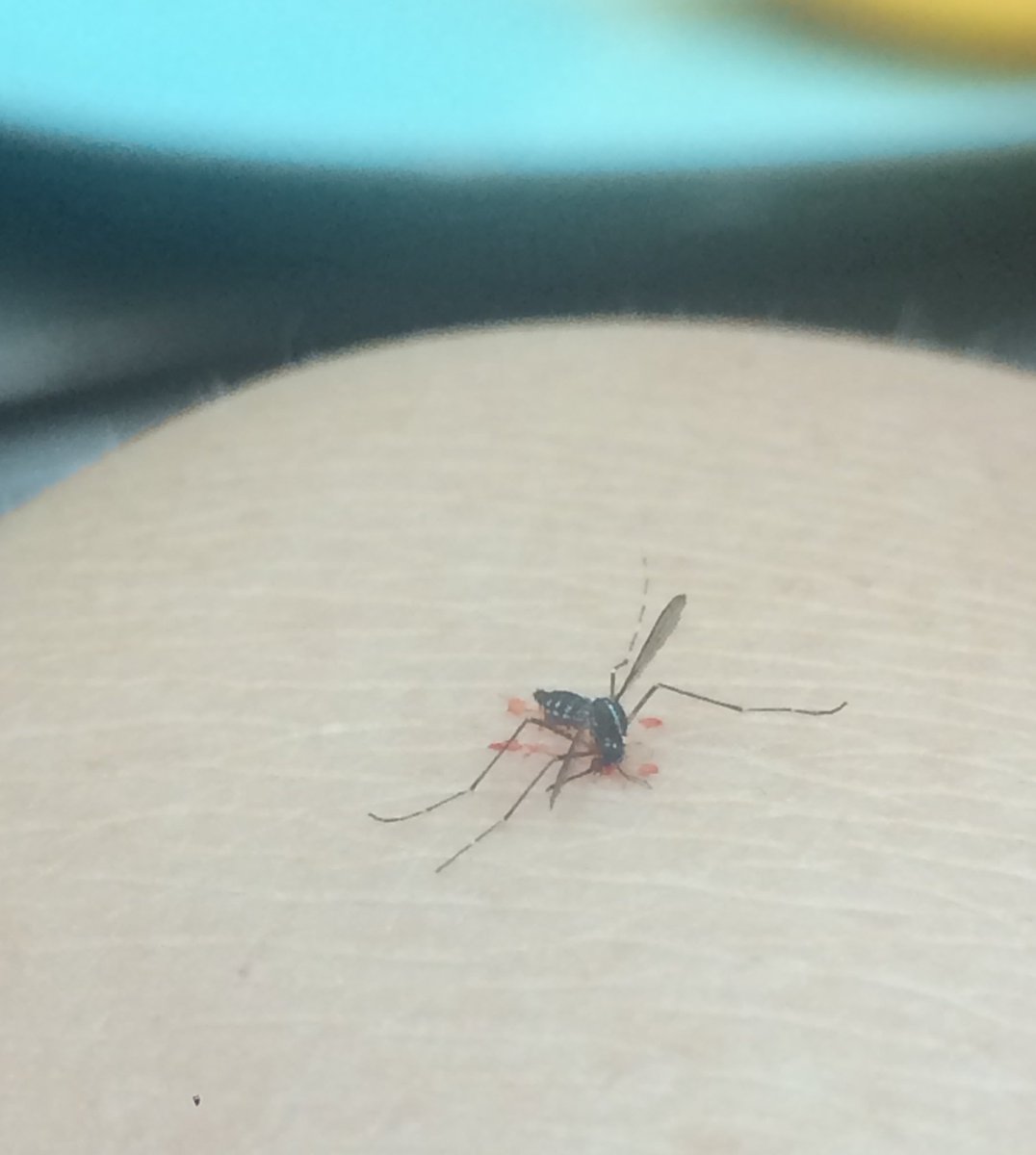 No_See_Em's tweet photo. In honor of a great #SOVE2017 meeting, here's an #albopictus I just smashed on my leg sitting outside on my last night in Palma https://t.co/SOFpWxz6IJ