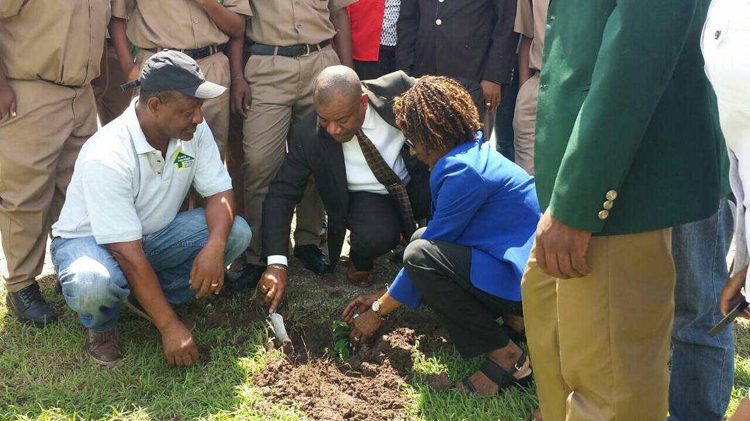 ForestryDeptJa's tweet photo. Tree planting exercise for #NTPD2017 now underway at the Calabar High School. We're planting trees for the future. https://t.co/ChwETtAQDs