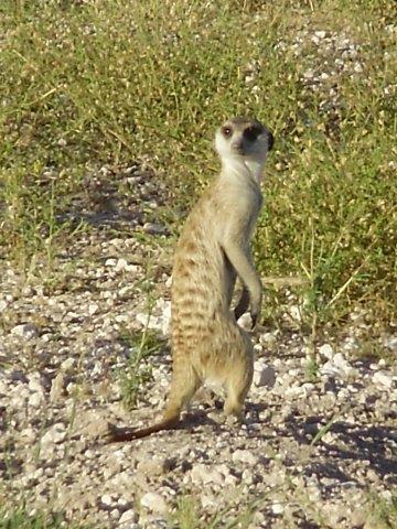 Did someone say #weekend? Get that #FridayFeeling every day on a #selfdrive #safari