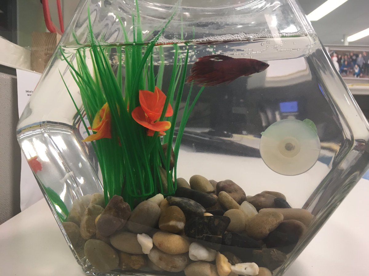 RASumner's tweet photo. The newest member of our @PearsonNorthAm #Embanet #Toronto team. Just keep swimming!! #resilience #NeverGiveUp https://t.co/xDTw6T89R0