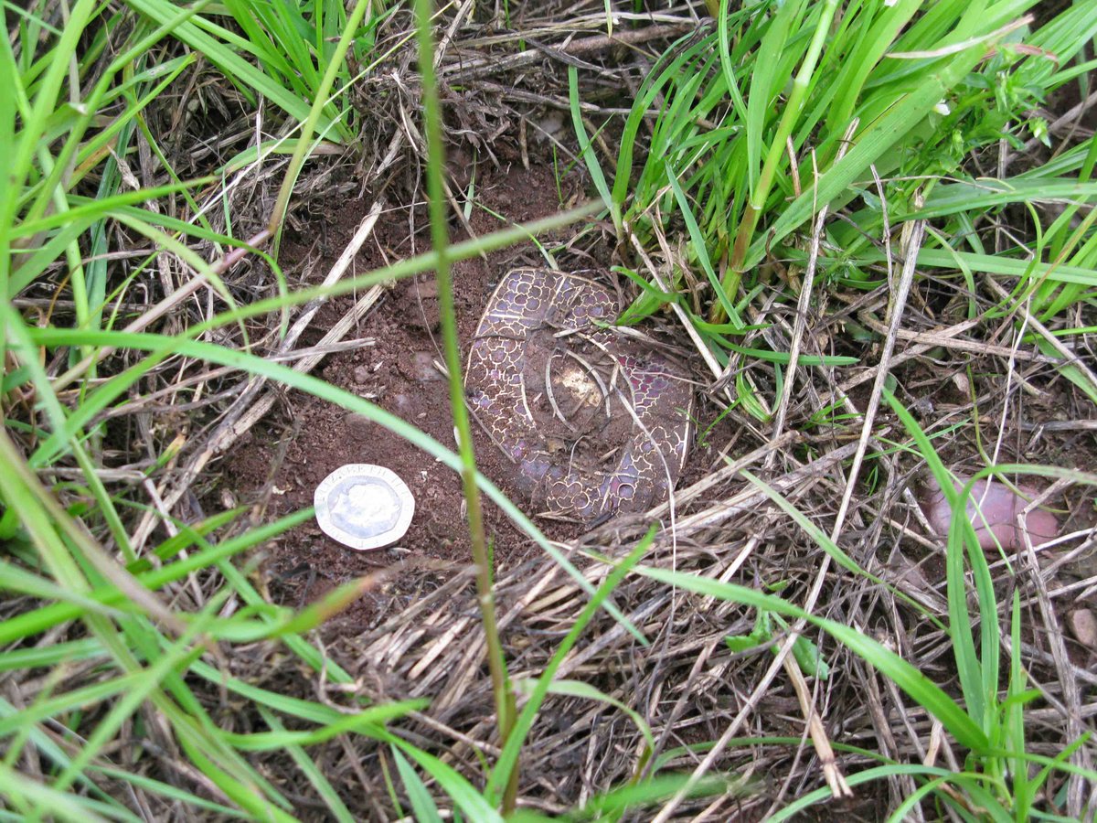 staffshoard's tweet photo. 2 #IconTC Discovered in 2009 by a metal-detectorist in a Staffordshire field, UK. I went through @findsorguk , valued £3.285million https://t.co/KkSFyPErhQ