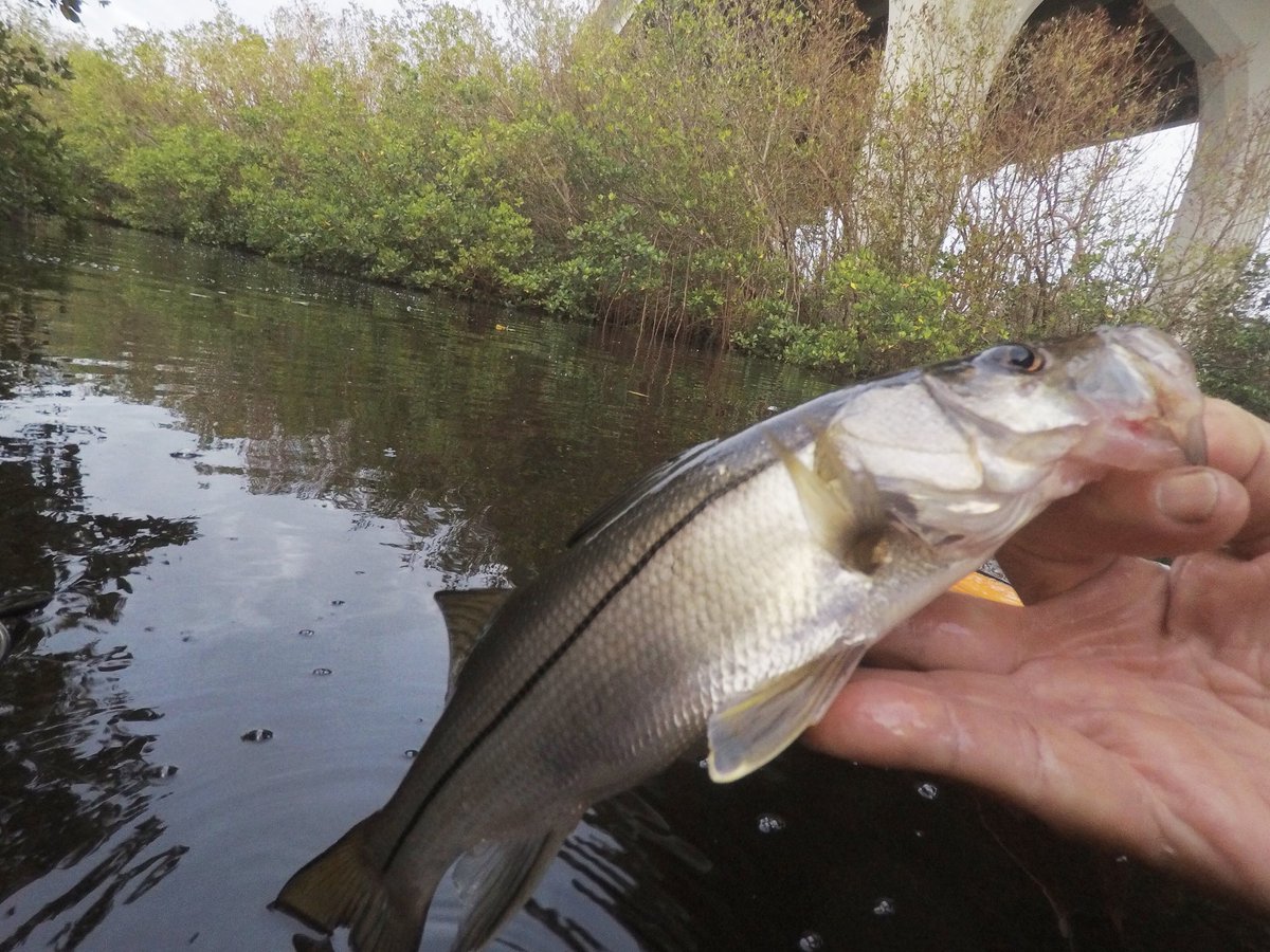 joejrpix's tweet photo. #snook #babysnook #kayakfishing #barberbridge #verobeach #indianriverlagoon #yozurilures https://t.co/28a04wCEQ0