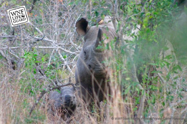 #Slim Tim van Dam voorkomt met een eigen bedachte sensor dat de zwarte neushoorn in Afrika uitsterft. ad.nl/buitenland/gaa…