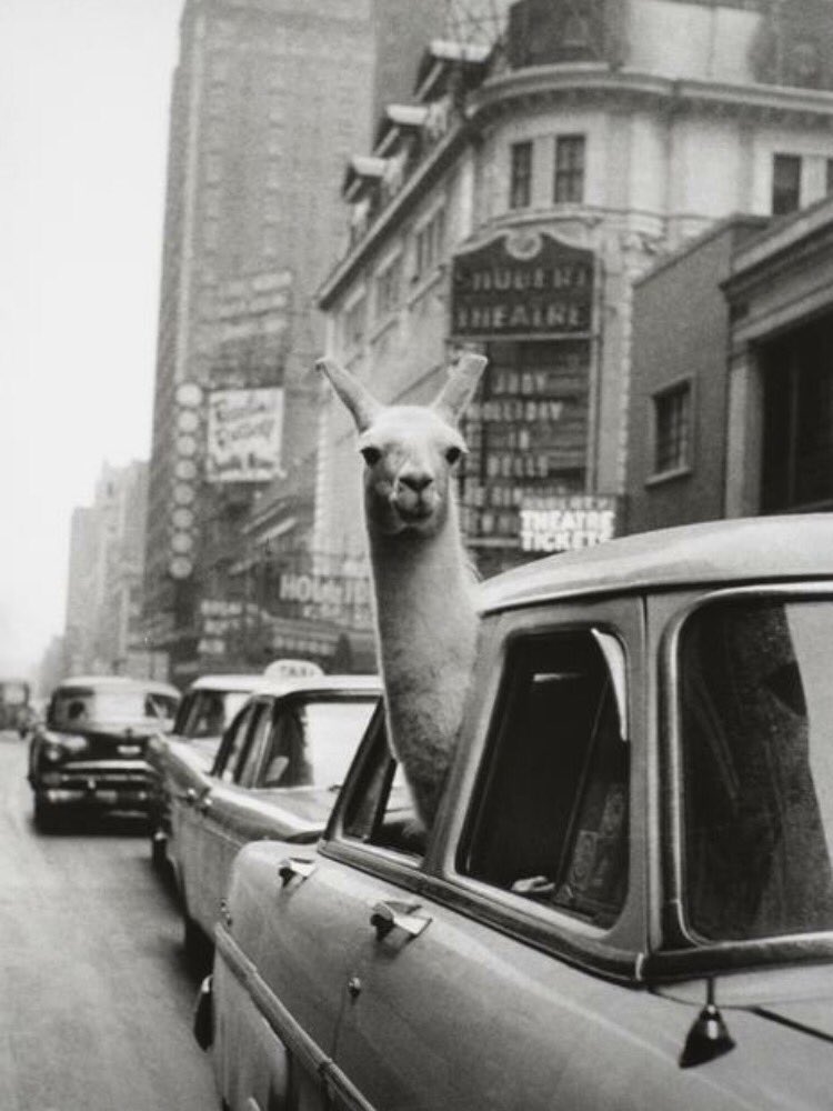 When it's Friday morning and almost the weekend of the festival. Cheers everyone! 🤙🏻#cfltopbrewer #orlando #beerfestival #HappyFriday