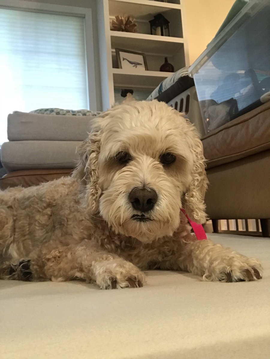 MayatheCockapoo's tweet image. I thought we didn’t have to take pictures on Friday. #TGIF