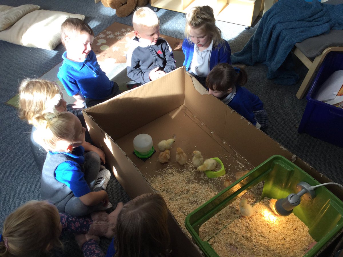 The chicks were really happy exploring their makeshift run 🐥#happychickcompany #chicks #eyfs