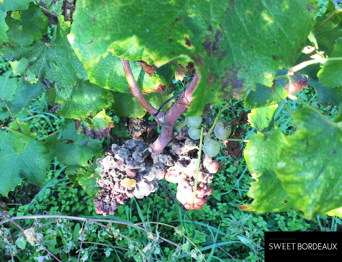 SweetBordeauxUS's tweet photo. American journalists and sommeliers spend the week with winemakers to discover the region https://t.co/1WjYqI9R8b #frenchwines https://t.co/neVX3ROkHp