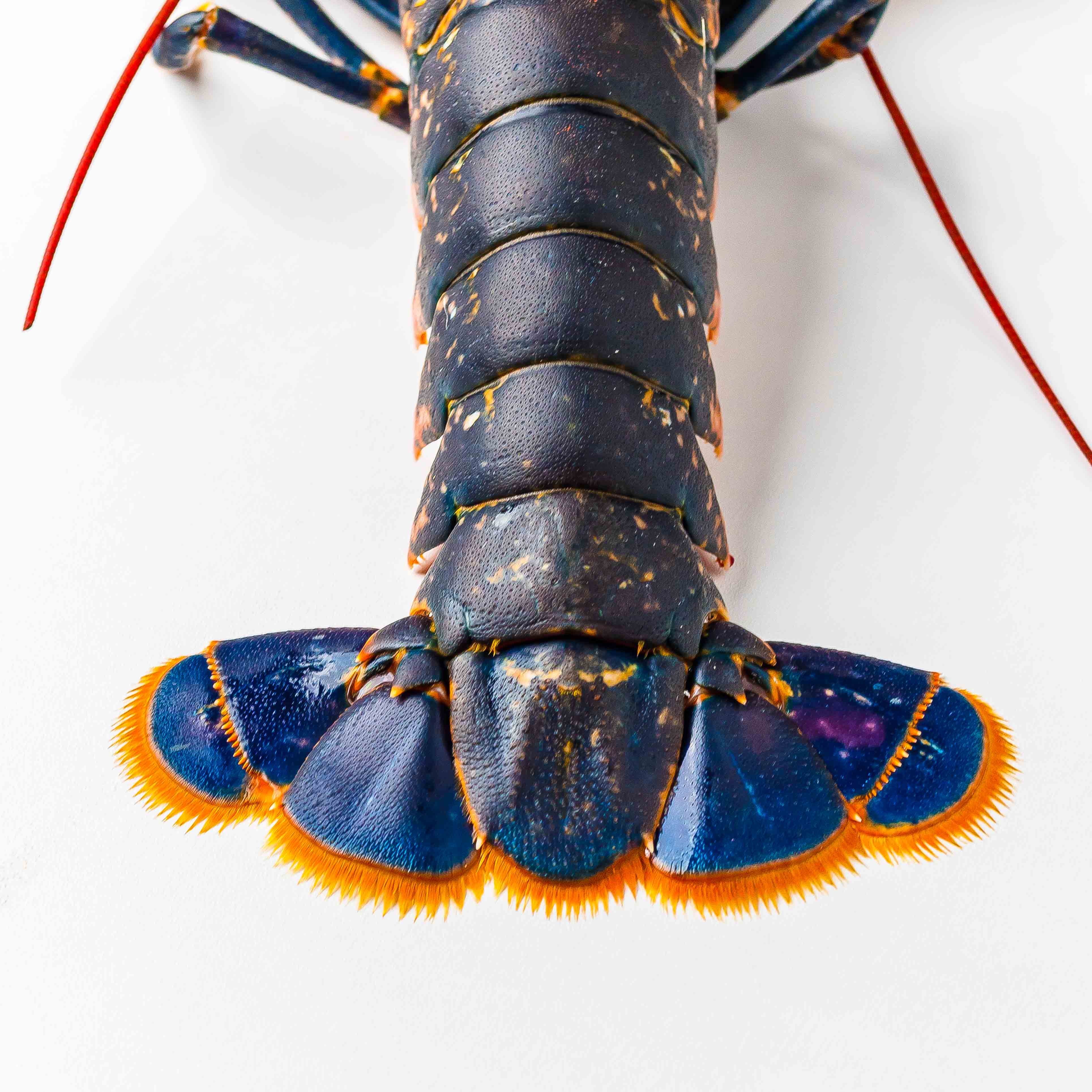 えもじょわ フランスのロブスターは青いって知ってた カナダ産のロブスターに比べて味も濃厚 価格も４倍濃厚です でも茹でると赤くなるので見分けがつかないかもしれませんね T Co Jot0pu8nrr Twitter