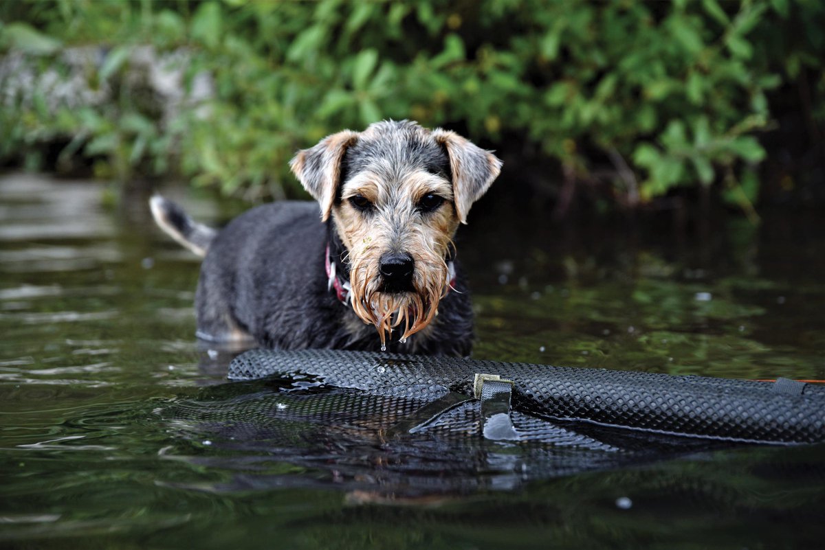 Keeping guard

Picture courtesy of Ed Betteridge

#CARPology