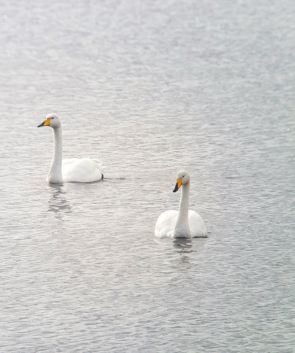 Nice to see 80 new Whooper Swan arrivals @WWTMartinMere including a few ringed individuals #LongtermMonitoring
