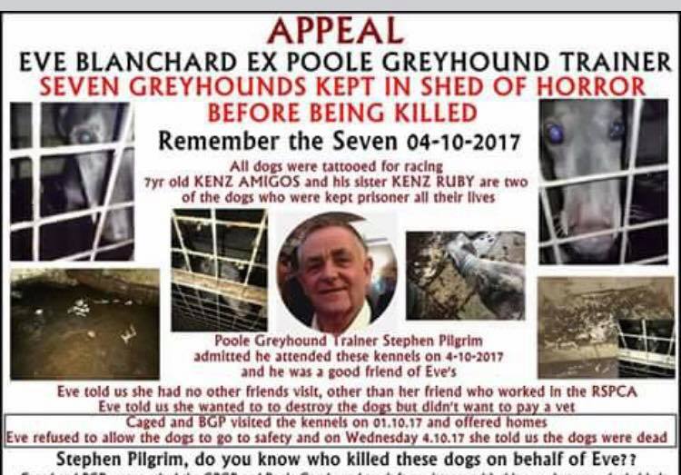 The_Animal_Team's tweet photo. You have a lot to answer for @GreyhoundBoard Rescuers were waiting with collars, leads, blankets to save these 7 &amp; you could not even be bothered to confirm the rescue with the despicable owner. They were SHOT for no good reason! SHAME ON YOU #greyhounds SHAME ON YOU SHAME ON YOU https://t.co/BdlStiTSYO