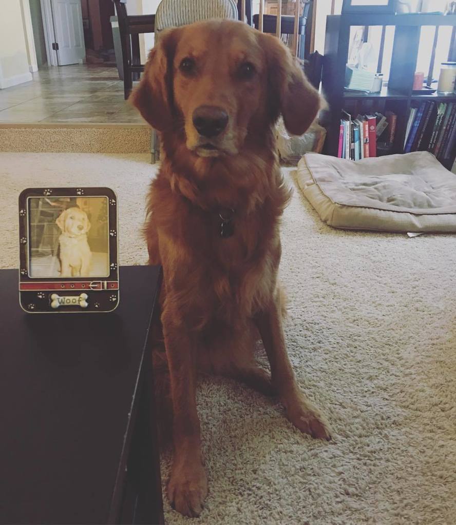 erinhaligowski's tweet photo. Happy golden birthday to our favorite golden boy as he turns six on the sixth today. 🎈 #dogsofinstagram #goldenret… https://t.co/ueO90cOdey https://t.co/gerBGuDlD0