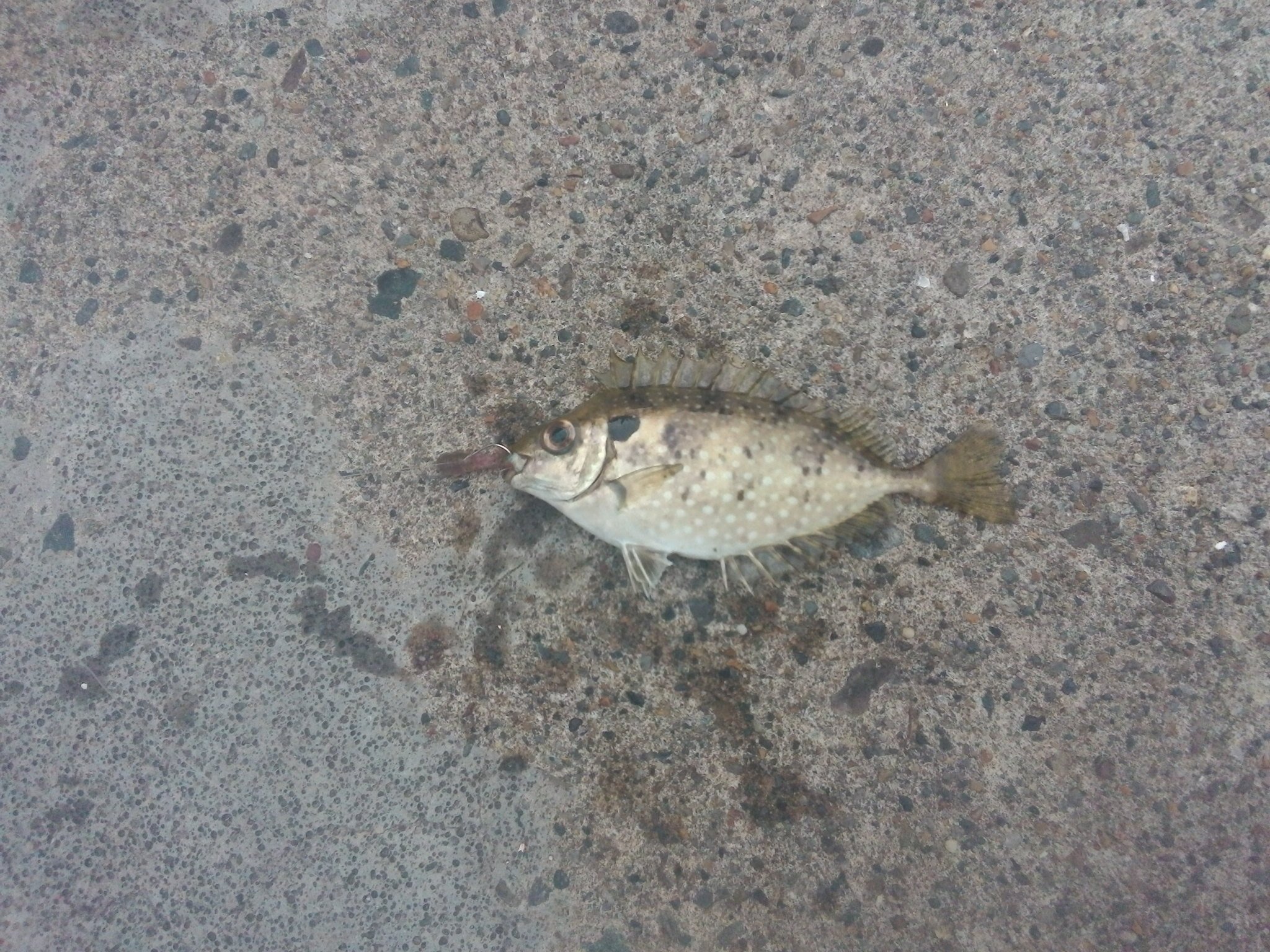 ふうな アイゴに刺されて痛みで死ぬ思いをした後日 またアイゴを釣り上げ魚に触れない様に針を外していたら 突然刺された方の腕と手の平が真っ赤になり激しく痛み始めた 絶対に触ってない 今日 病院で主治医に聞いたら それ Ptsdだね と診断され目が