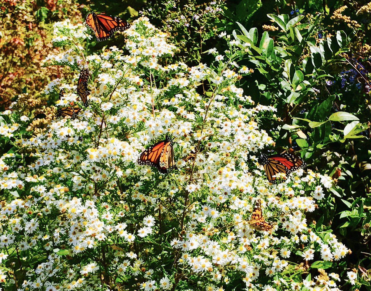 DeannesFlowers's tweet photo. #MonarchMigration North Carolina mountains @monarchwatch @milkweedbuzz @Monarch_minder @MonarchFlyway @ForTheMonarchs  @Mission_Monarch https://t.co/fYMIAJUkpa