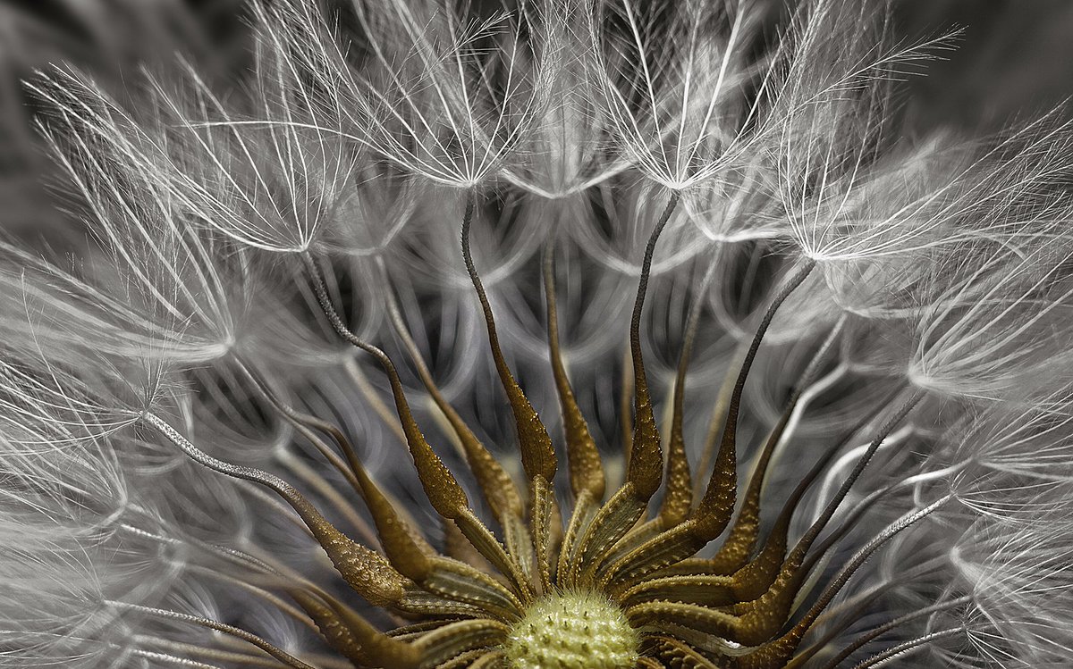 TheAtlPhoto's tweet photo. Photographing the Microscopic: Winners of Nikon Small World 2017 - 24 winners and honorable mentions https://t.co/sY2VUTgaFP https://t.co/v101QpokOR