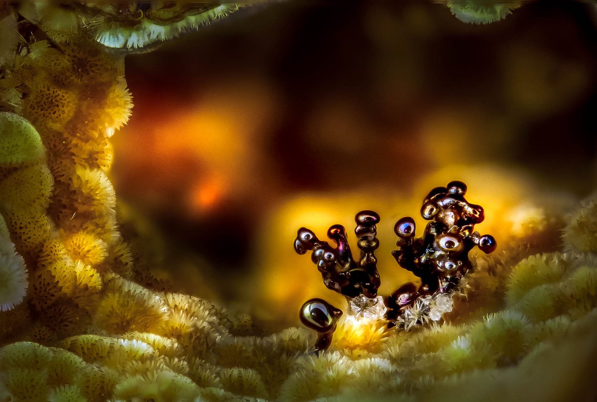TheAtlPhoto's tweet photo. Photographing the Microscopic: Winners of Nikon Small World 2017 - 24 winners and honorable mentions https://t.co/sY2VUTgaFP https://t.co/v101QpokOR