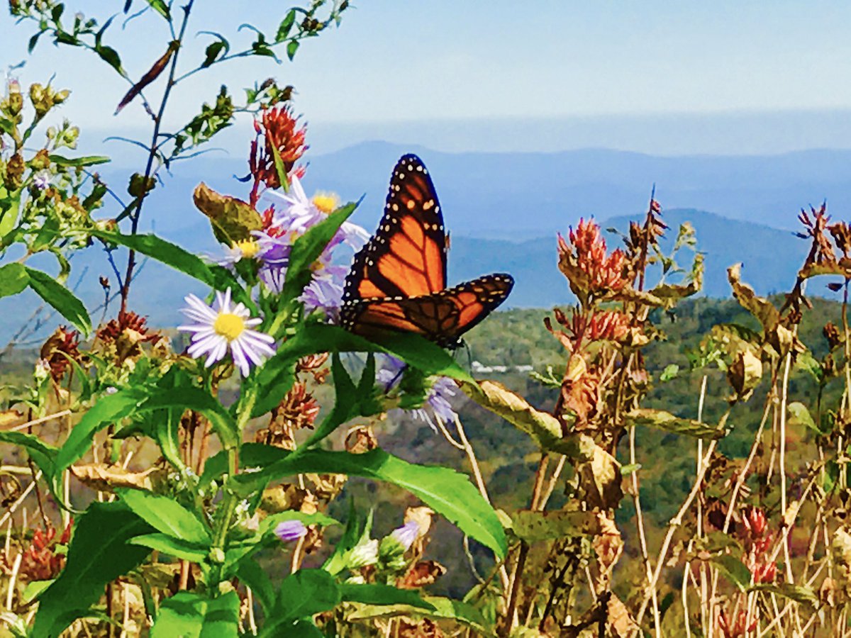 DeannesFlowers's tweet photo. #MonarchMigration in North Carolina mountains @monarchwatch @milkweedbuzz @Monarch_minder @MonarchFlyway @ForTheMonarchs https://t.co/MS2R0UtnGB