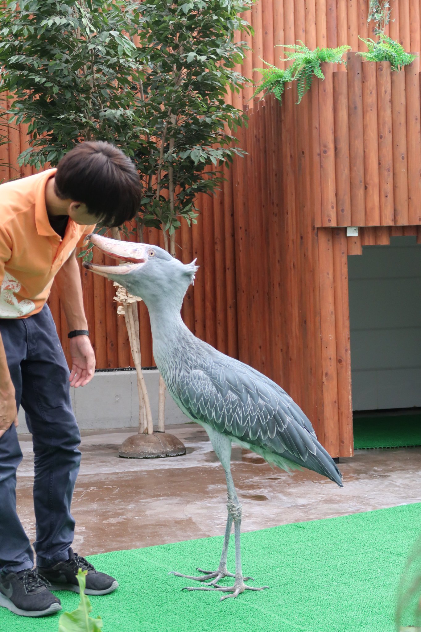 Asa 飼育員さんに甘えるハシビロコウ 個人的にじわじわ来る花鳥園 Asa 飼育員さんに甘えるハシビロコウ 個人的にじわじわ来る花鳥園