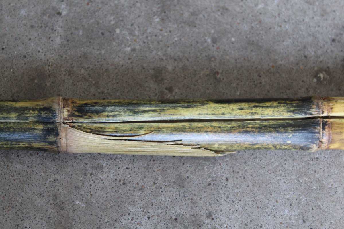 rkvittetoe's tweet photo. Time 2 b checking 4 #stalkrot issues in #corn so you don't get surprised later! https://t.co/BSZ11ggPwb. @alisonrISU @corndisease https://t.co/NRZoCQQfxb