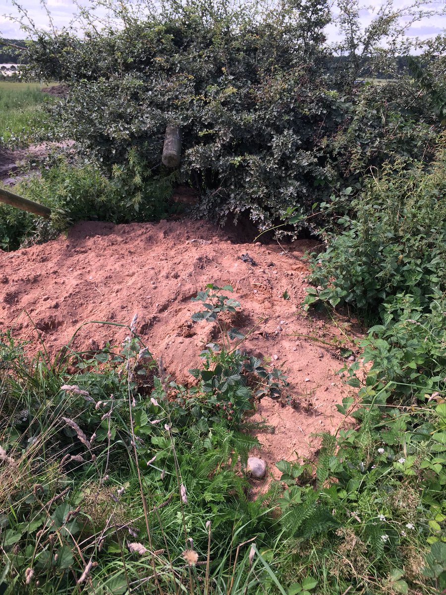 Bear_env's tweet photo. Huge spoil pile from this badger sett #badger https://t.co/FfmQk1RXoF