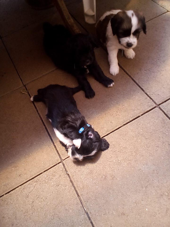 Kakashadynamo70's tweet photo. She's so cute !! 😍😍😍❤️❤️❤️ #Evrest #Bagheera #Taoh #MyBabies https://t.co/LgbXskFoDs