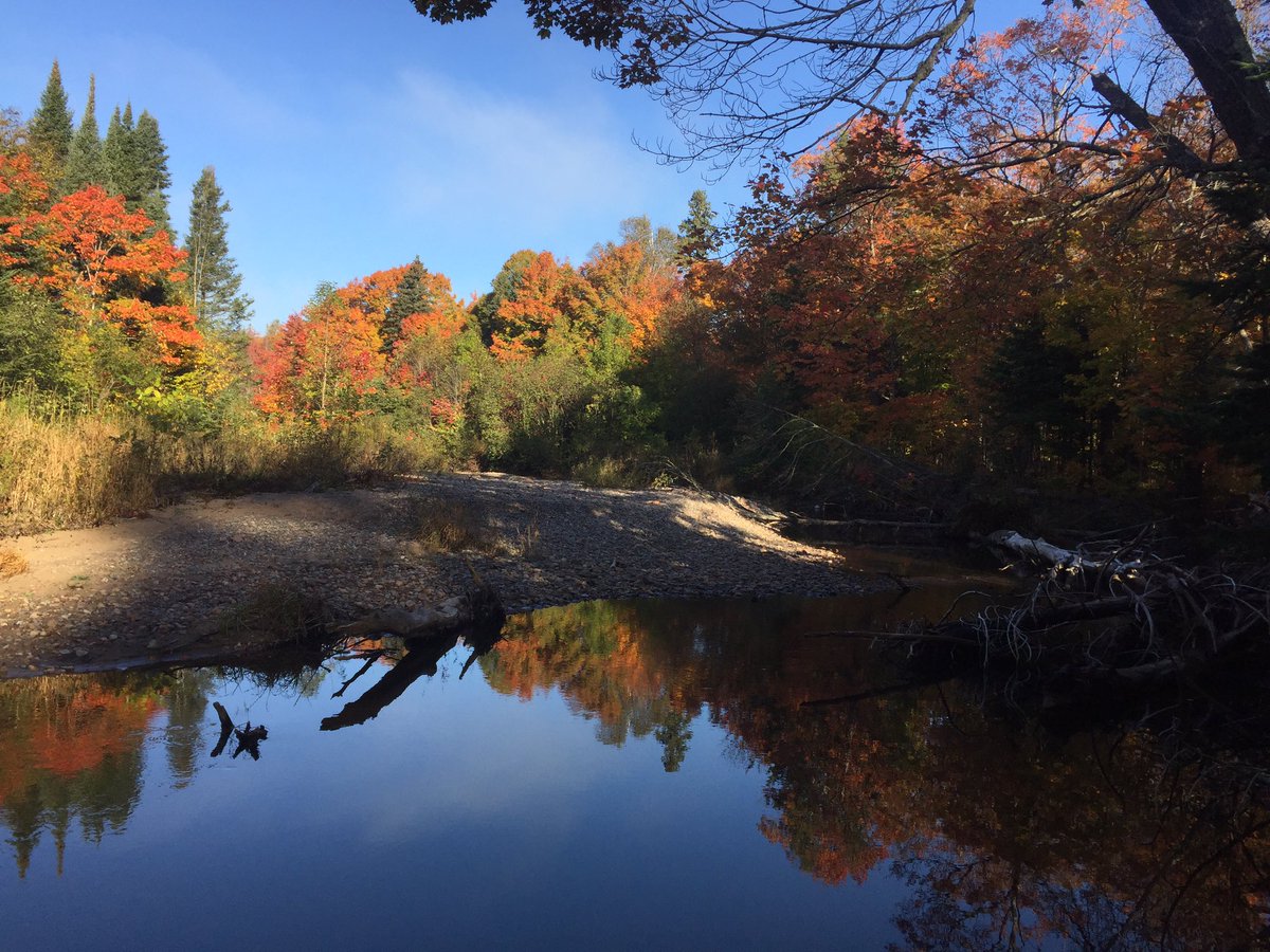namespetra's tweet photo. Enjoying the #FallColours while collecting #AquaticInverts. #SaultCollege #NEOS #InvertShuffle #OBBN #TakeItOutside #fieldwork https://t.co/svMcq2sjqe