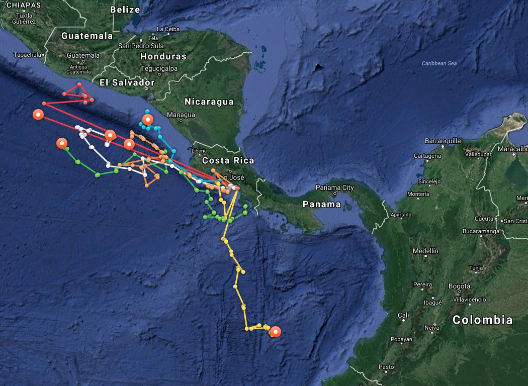 Olive ridley sea turtles 🐢 Lady Kemma, Faith, Sandy Lu, Shelly, &amp; Harmony are up &amp; pinging. Tony continues to head south! #TAMUTurtles
