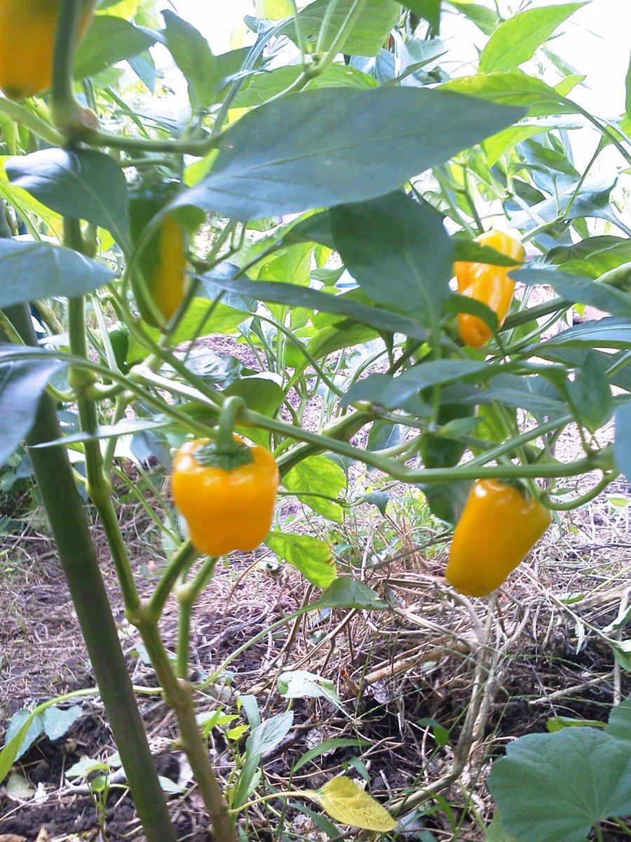 鶴見済 0円で生きる 発売中 בטוויטר 売っている黄ピーマンの種からは ちゃんと黄色いピーマン が生る 近所の畑から貰ったししとうの種も実をつける 熟したピーマン 唐辛子系の種は 買ったものでも使えるんじゃないか 緑のものはわからんが 鶴見済 0円で生きる 発売中 בטוויטר 売っている黄ピーマンの種からは ちゃんと黄色いピーマン が生る 近所の畑から貰ったししとうの種も実をつける 熟したピーマン 唐辛子系の種は 買ったものでも使えるんじゃないか 緑のものはわからんが