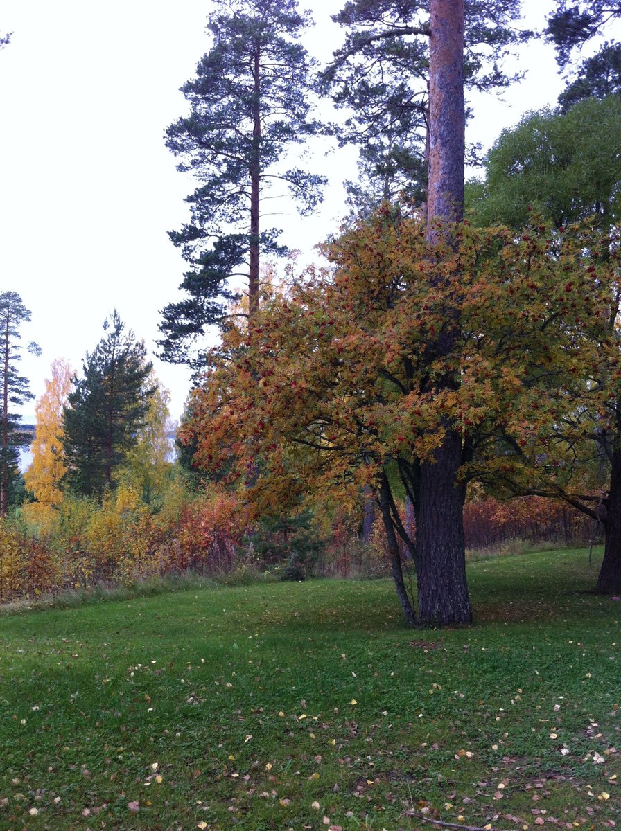 StepanFriend's tweet photo. For Jason Smith – our new friend
#StepanFriend #trees #nature #sky #life https://t.co/CK1U1qaRBb
