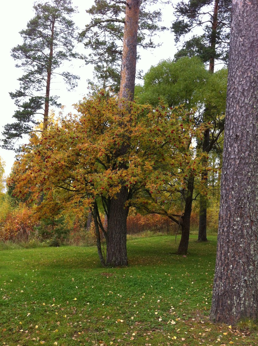 StepanFriend's tweet photo. For Jason Smith – our new friend
#StepanFriend #trees #nature #sky #life https://t.co/CK1U1qaRBb