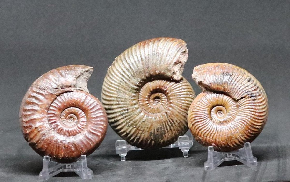 ByJasper52's tweet photo. Our first ever fossils auction is absolutely mesmerizing. 

https://t.co/GCJIUyYxau https://t.co/0jZq0UbY5p