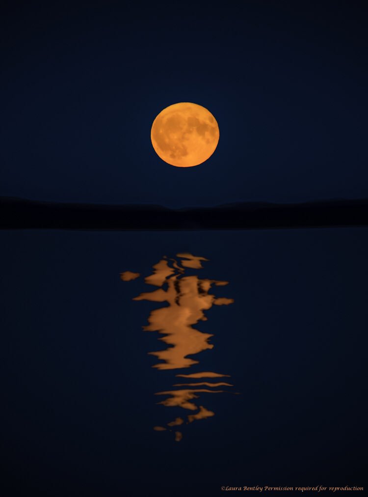 ABBestphotos's tweet photo. I turned 43 under this #harvestmoon #funfact This is only the 3rd #fullmoon on my birthday 1979,1998,2017. Next one not til 2036, I'll be 62 https://t.co/YklAxlWrOQ