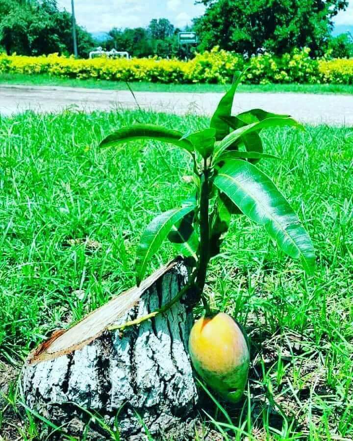 YoanaVega10's tweet photo. #BorinkenVive✊✊💪💪❤❤
#BoricuasViven✊✊💪💪❤❤ 
#TainosViven ✊✊💪💪❤❤ https://t.co/94D1cBhl5F
