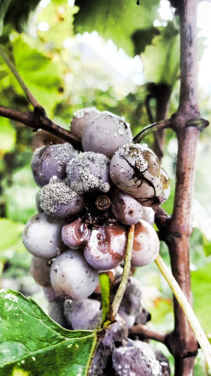 Elsenburg Kelder (@elsenburgwine) on Twitter photo Easy to understand Botrytis when you experience it first hand in #Sauternes when harvesting <a href="/PinotageSA/">Pinotage Association</a> <a href="/BeyersTruter/">Beyers Truter</a> Easy to understand Botrytis when you experience it first hand in #Sauternes when harvesting <a href="/PinotageSA/">Pinotage Association</a> <a href="/BeyersTruter/">Beyers Truter</a>