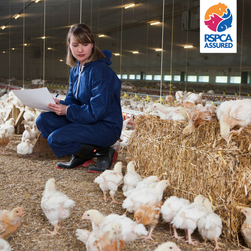 rspcaassured's tweet photo. Did you know? Chickens have well developed colour vision &amp; a visual field of 330° (a human’s visual field is 90°)! https://t.co/ASW71DeiR4 https://t.co/xby9dsCrK0