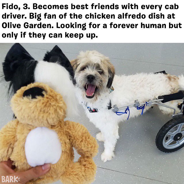 BarkPost's tweet image. Profits from Sia's Lickalike are going to adoptable dogs at @AnimalHaven like Fido! Check it here: ruv.me/barklickalike  #BarkWithSia