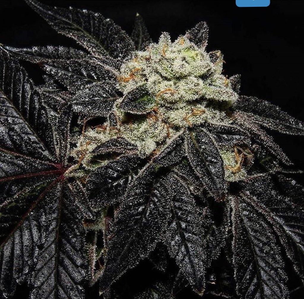NuggetDeals's tweet photo. 💨-You can only blow out one ❗️

🍃Which one's it gonna be❓

We know @lizords got some Dankity DANK❗️

#Follow 👇
@DankEmpire
@TheSmokingDeals https://t.co/GdGCiSc1mE