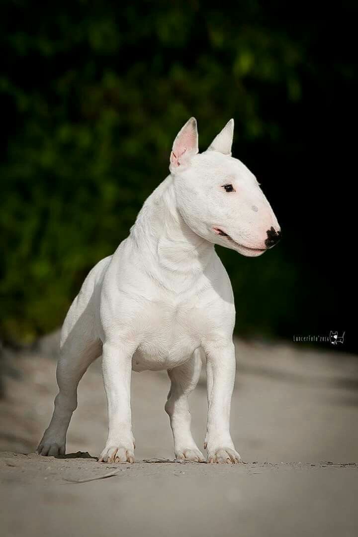 cortez dog