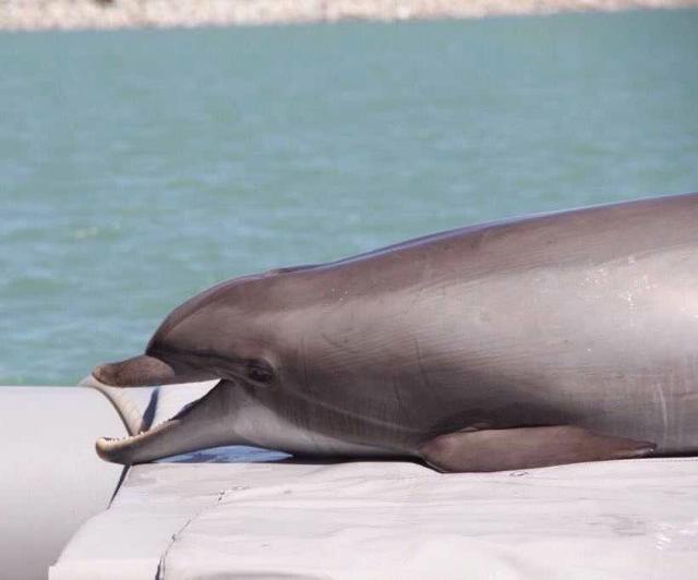 fronteraensenad tweet media