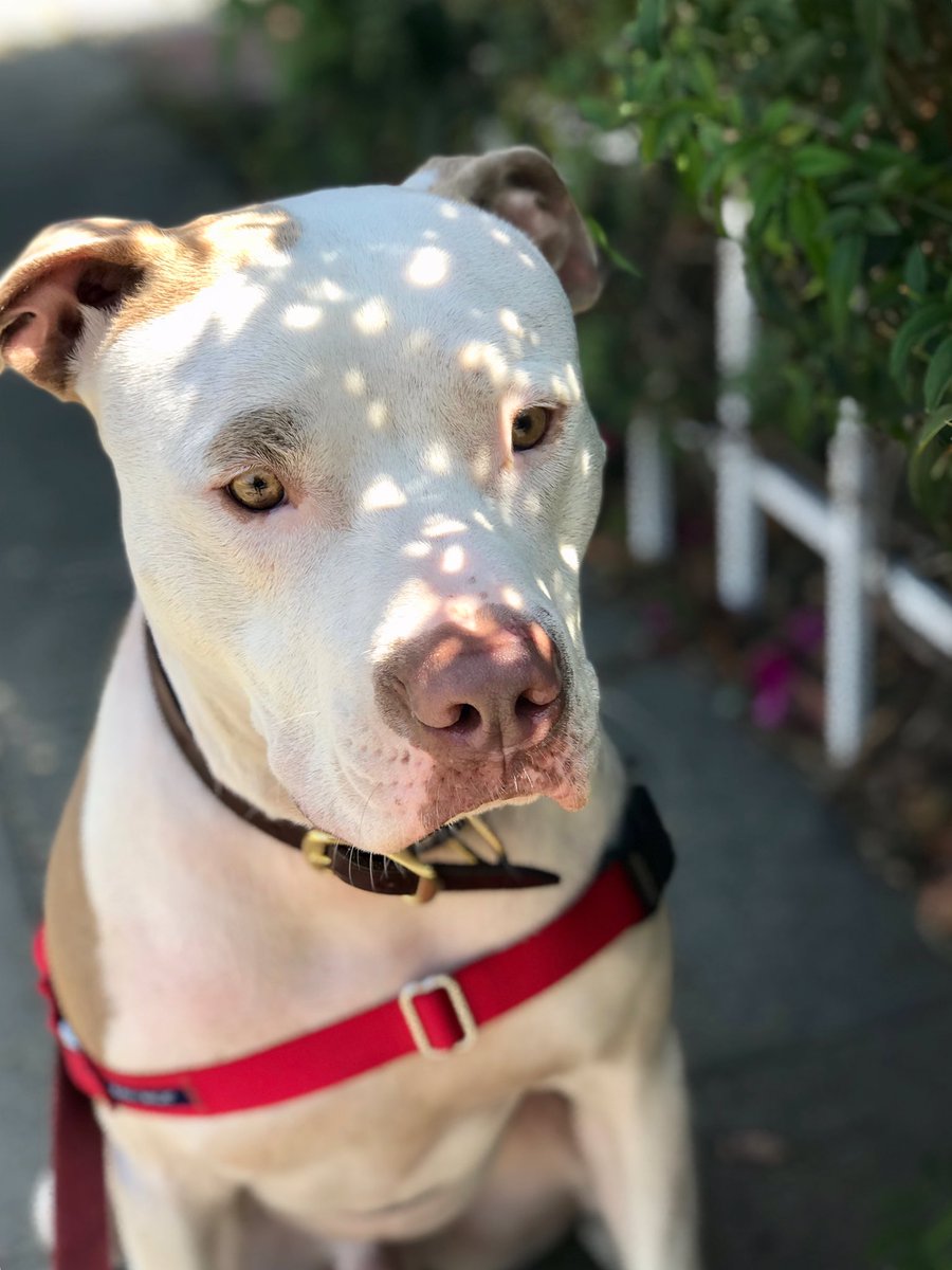 pomkingcharles's tweet photo. #FridayFeeling #PitBullAwarenessMonth https://t.co/C1t13WyeSo