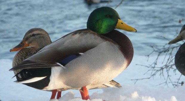 OODMag's tweet photo. Having trouble getting your hands on a migratory bird permit? You can purchase them online https://t.co/ZHTi0zwF65 #duckhunt #huntingpermit https://t.co/sRNchz77jJ