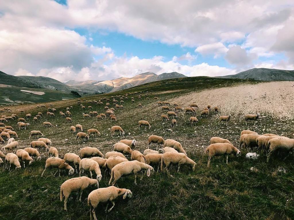 Breaking routines 🐑